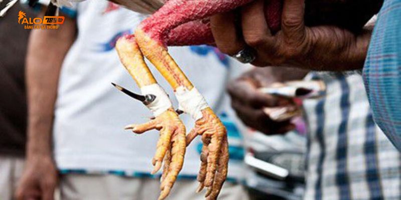 Khái quát về trực tiếp đá gà cựa dao