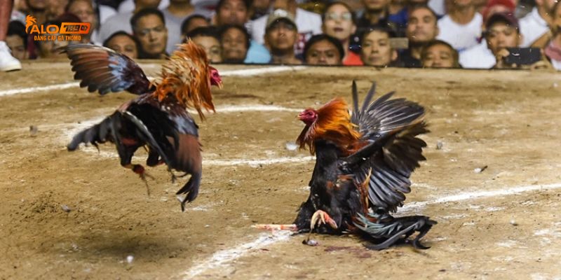 Kinh nghiệm đặt cược và theo dõi trận đấu